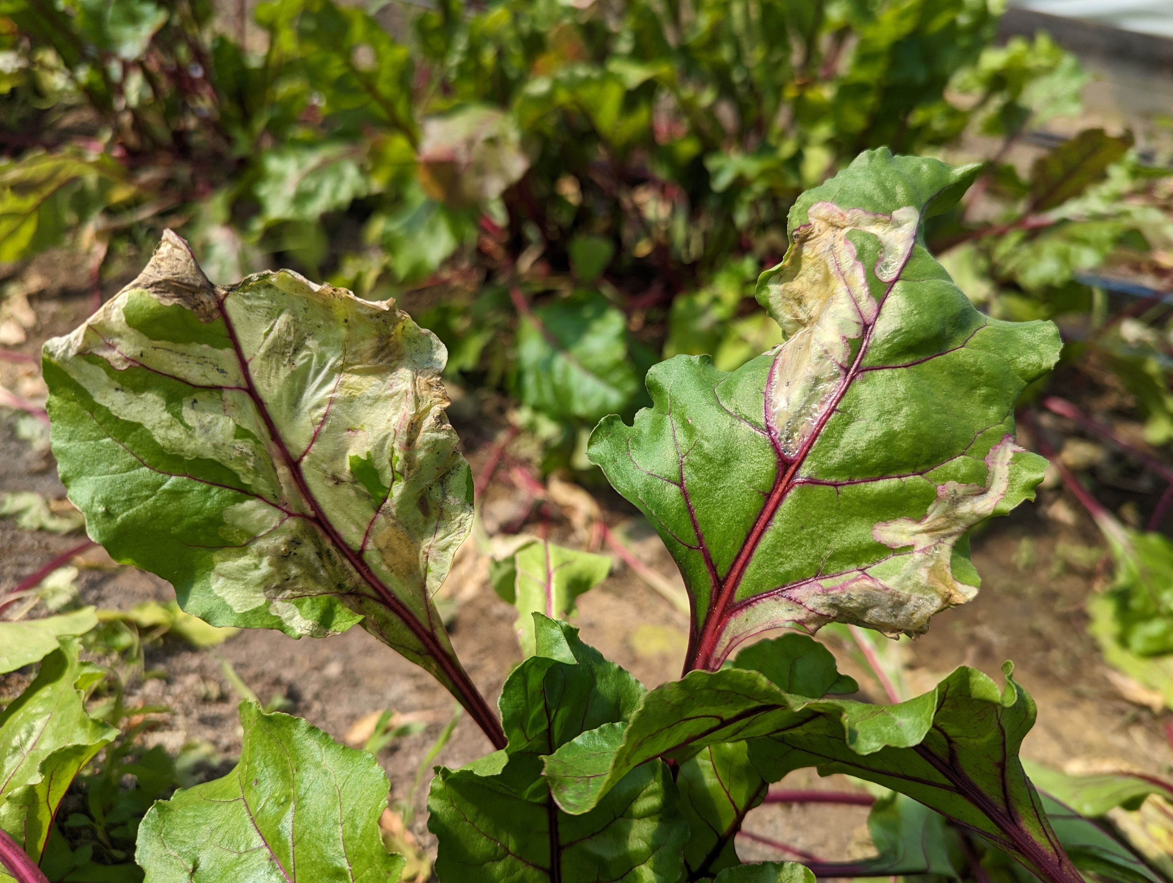 Leafminer damage to beets.